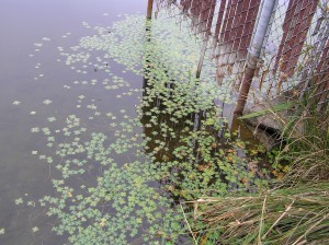 aquatic invader in Snohomish County
