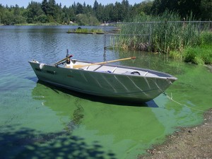 A bloom of toxic cyanobacteria   