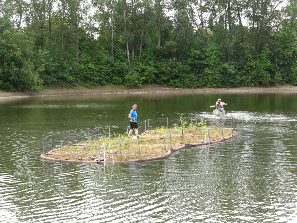 Floating islands pioneered in Hicklin Lake to improve water quality WALPA