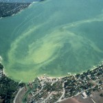 1976 Liberty Lake Algae