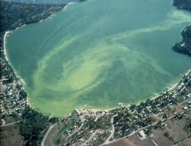 1976 Liberty Lake Algae