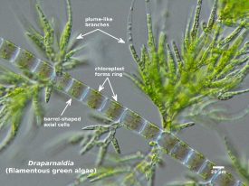 Freshwater Algae 3