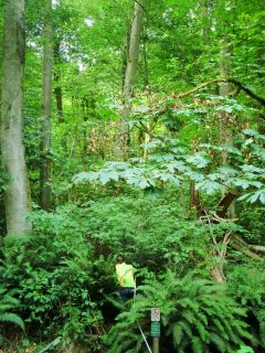 Figure 2. Michelle Bahnick performing a vegetation survey (line-intercept method) at Piper’s Creek.